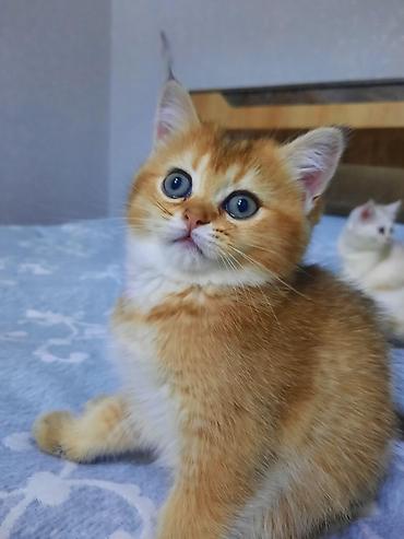 Pişiklər: Şotland — 7