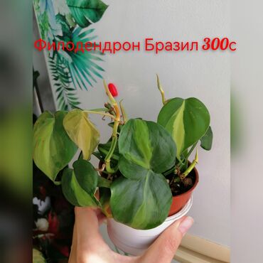 Эпипремнумы и сциндапсусы: Комнатные лианы и ароиды — укоренённые черенки в стаканчиках. В — 10