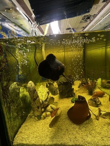 Akvariumlar: Böyük ölçülü şüşə akvarium komplekti - Ön və yanları şəffaf şüşəli — 11