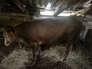 Inəklər, öküzlər: Erkək, il: 1, 100120 kq, Damazlıq, Ətlik, Ünvandan götürmə — 19