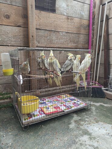 Tutuquşları: Qəfəs quslar — 6