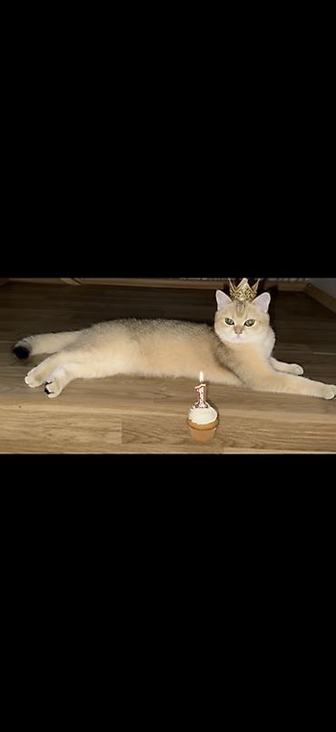 голден шиншилла: Золотая шиншилла, Самка — 6