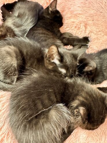 домашний кошка: Котята черного окраса только в хорошие руки и тем кто понимает
