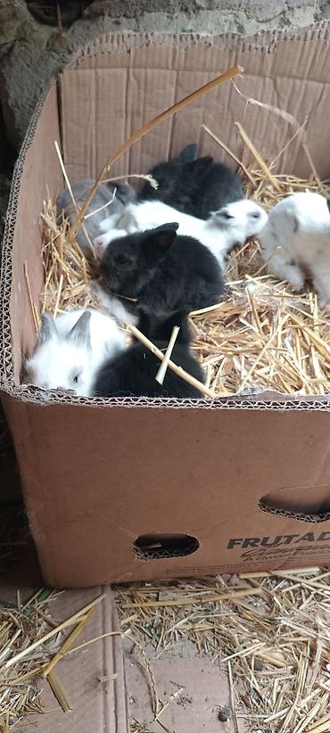 Dovşanlar: Temiz. qan. ankolka. balaları. satılır. 25 m — 5