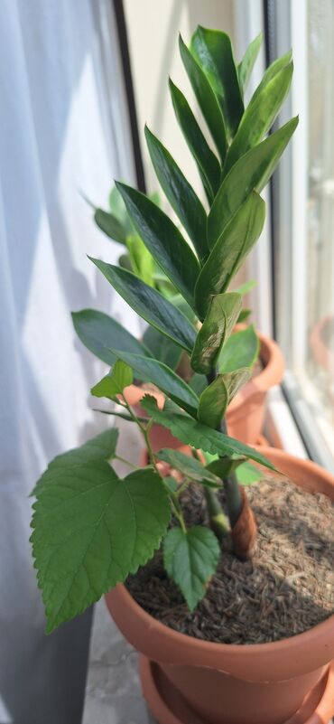 çia toxumu qiyməti: Zamioculcas (dollar gülü).Qiymet 10 manat