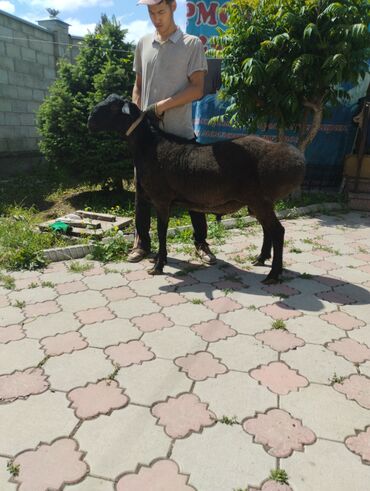 Бараны, овцы: Продаю | Баран (самец) | На забой, Для разведения