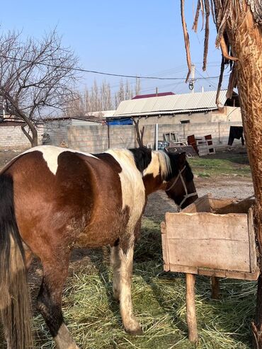 Лошади, кони: Продаю | Жеребенок | Рабочий — 2