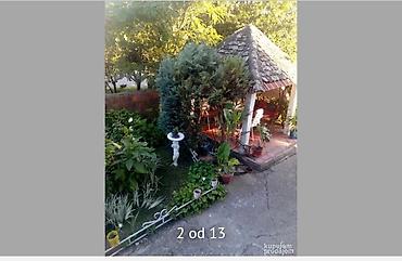 Kupujem kuću: Porodična kuća u Surduku sa uređenim dvorištem - Dvospratna zidana — 6