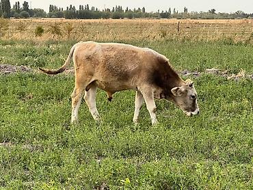 Коровы, быки: Продаю | Бык (самец) | Алатауская | На откорм — 2