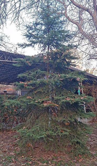 Другие товары для дома и сада: Продаю деревья Орех 5шт. Многолетние, по 40лет и более. Под само-спил — 9