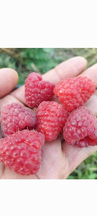 Малина: Саженцы. Питомник. Малина Новый сорт. Ягоды крупные, саженцы тоже — 13