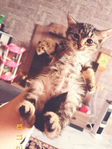 щенки в добрые руки: Tabbi, Yaxşı əllərə