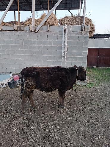 Коровы, быки: Продаю | Бык (самец) | Абердин-ангус | На откорм | Искусственник — 4