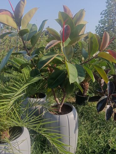 Landşaft işləri: Dekarativ agaclarin satişi çatrlme ekme odenişludir qazon torf — 21