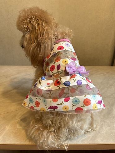 Зоотовары: Одежда для собак и кошек. По размерам НОВАЯ. ЦЕНА НА ОДЕЖДУ ОТ 200 — 4
