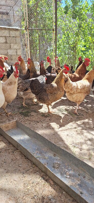 toyuq satişi: Toyuq, Yumurtalıq, Pulsuz çatdırılma, Ödənişli çatdırılma