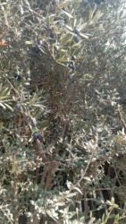 Tinglər: Məhsul: ting və kol bitkiləri (gül və meyvə ağacı tingləri) - Gül -da lalafo.az — 28 Tinglər: Məhsul: ting və kol bitkiləri (gül və meyvə ağacı tingləri) - Gül — 28