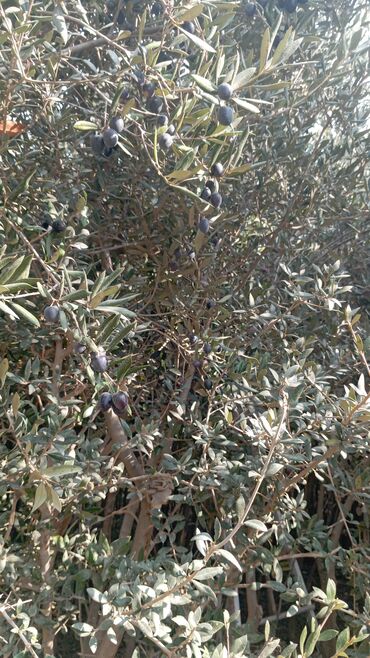 Ağaclar: Məhsul: Zeytun ağacları (meyvəli) Təsvir: - Şəkillərdə göstərilən -da lalafo.az — 1 Ağaclar: Məhsul: Zeytun ağacları (meyvəli) Təsvir: - Şəkillərdə göstərilən — 1