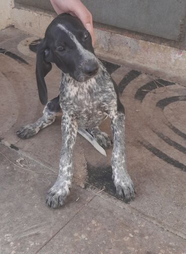 Akvariumlar: Kurtxar, 3 ay, Dişi, Ünvandan götürmə