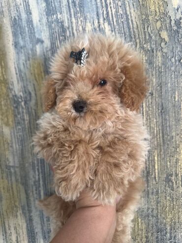 İtlər: Pudel, 2 ay, Erkek, Peyvəndli, Pulsuz çatdırılma — 22