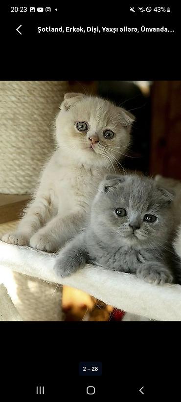 Кошки: Шотландская, В добрые руки — 1