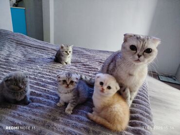 котята шотландская: Мама британка папа скоттиш-фолд Котятам 2 месяца осталась одна