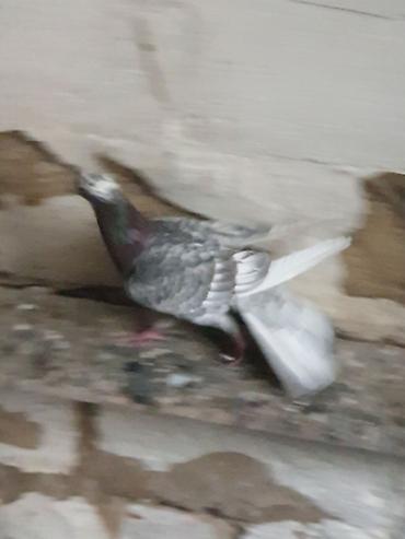 Quşlar: Hündür ayaq 19 tük erkək mor çil, 16 tük maya.Cüt deyillər, qiymət — 5