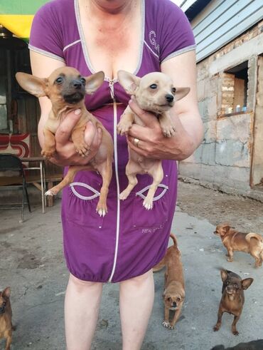 Собаки: Продаю щенков чихуахуа 2 мальчика возраст 1.5 месяцев цена