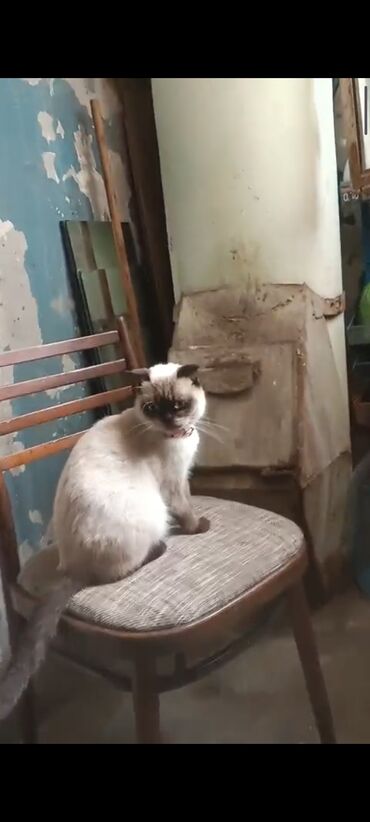 сколько стоит британский котёнок: Сиамская
