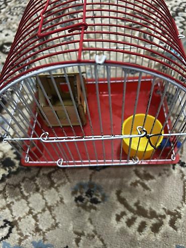 Qəfəslər: 1 ədəd ana hamster 3 ədəd bala hamster 2 kletka biri böyük biri — 5