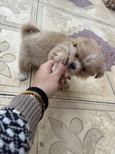 İtlər: 2 ay, Peyvəndli — 15