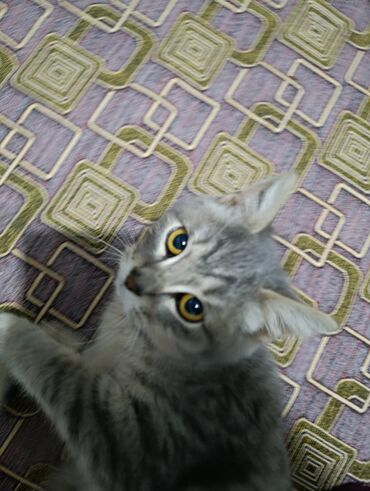 Продажа кошек: Беспородная, 4 месяца, Мальчик, Черный — 2