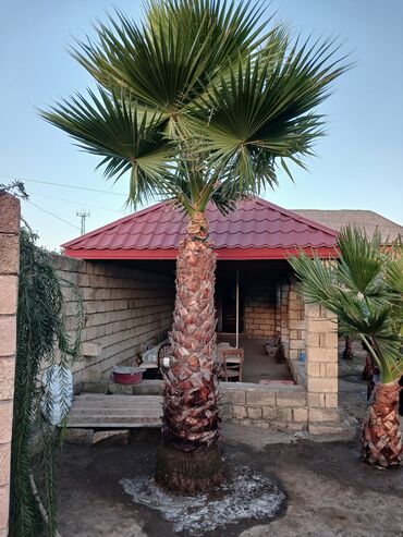Digər bitkilər: Bu xurma ağacı növü tək gövdəyə və tünd yaşıl yelpik formalı