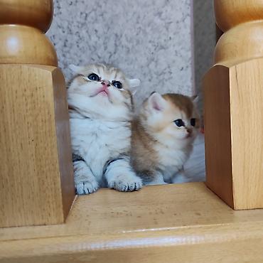 Pişiklər: Britan — 14