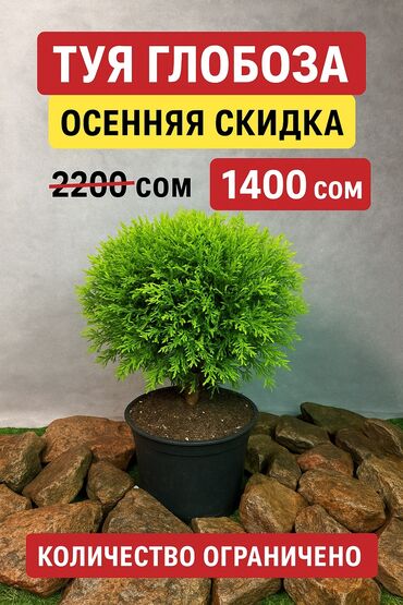 обертки для цветов: Саженцы деревьев: Туи, Бесплатная доставка, Платная доставка