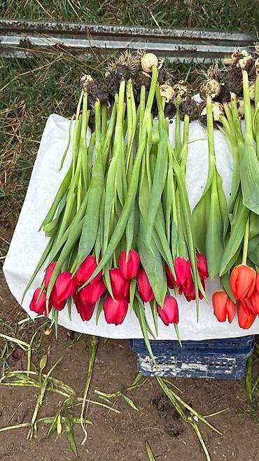 Букеты из живых цветов: Оптом и розницыбукеты тюльпанов - Состав: свежесрезанные тюльпаны — 16