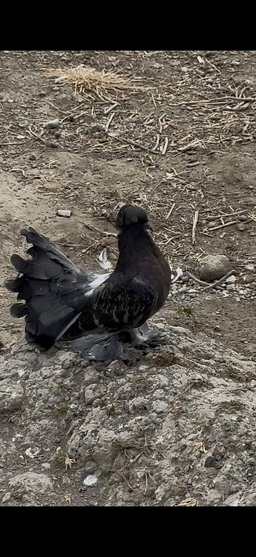 feniks quşu: 3 dene bala veren maya delfinler satılır ciddi alıcılar yazsın — 5