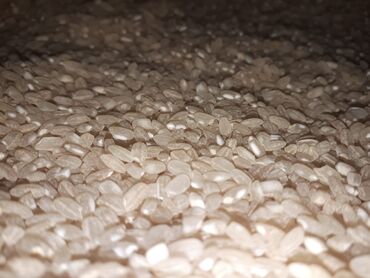 Yarmalar və paxlalar: Ağdaş düyüsü – yerli, tam orqanik məhsul. Öz kəndimizin məhsuludur — 9