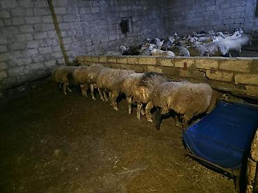 ev iti balaca: Erkək, il: 6, Ətlik, Ünvandan götürmə — 3