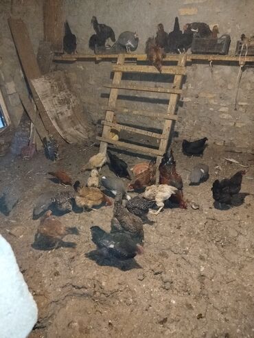 simmental ineklerin satisi: 30 Toyuq bir xoruz satılır.Maraqlanan əlaqə saxlasın