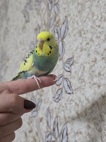 сколько стоят попугайчики: Qəfəslə birlikdə hazır cüt volnistiy satılır . dişi quş ələ — 1