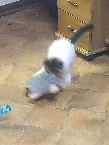 Животные: Котикам два месяца в добрые и ответственные руки лоток знают, мама — 6