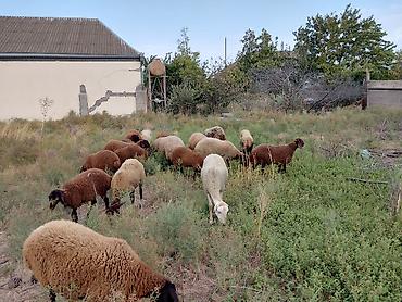 it satisi baki: Dişi, Qala, il: 1, 50 kq, Damazlıq — 9