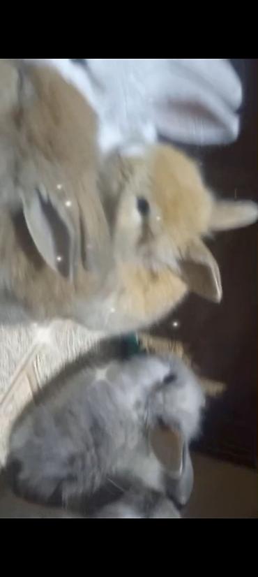 Dovşanlar: Cins ve yerli dovşan balalari. Böyuyen ve boyumeyen. Tek ve top — 11