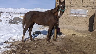 ат сатып алам: Продаю | Stallion | Half-breed | Для разведения, Working horse, Horseback Riding | Tribal, Inseminator