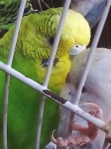 Tutuquşları: Bala Valnisti 9azn Boş qəfəs 9azn 1 bala quş +Qəfəs +Suqabı+Yemqabı — 16