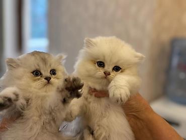 Pişiklər: Britan — 3