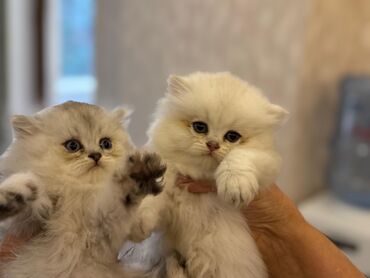 Pişiklər: Şotland yastı qulaq, Erkək, Dişi, Yaxşı əllərə, Ünvandan götürmə, Pulsuz çatdırılma, Ödənişli çatdırılma — 227