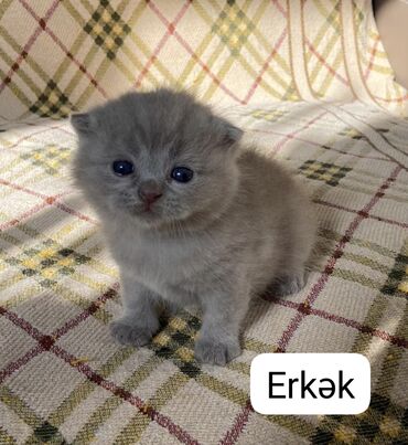 Pişiklər: Şotland yastı qulaq, Erkək, Dişi — 7