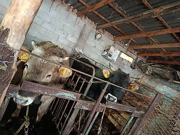 Коровы, быки: Продаю | Бык (самец) | На откорм | Привязанные — 3